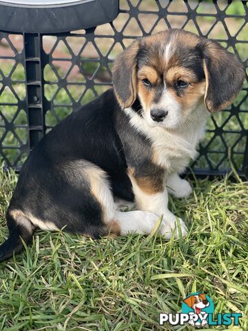 Beautiful Corgi x Cavalier puppies