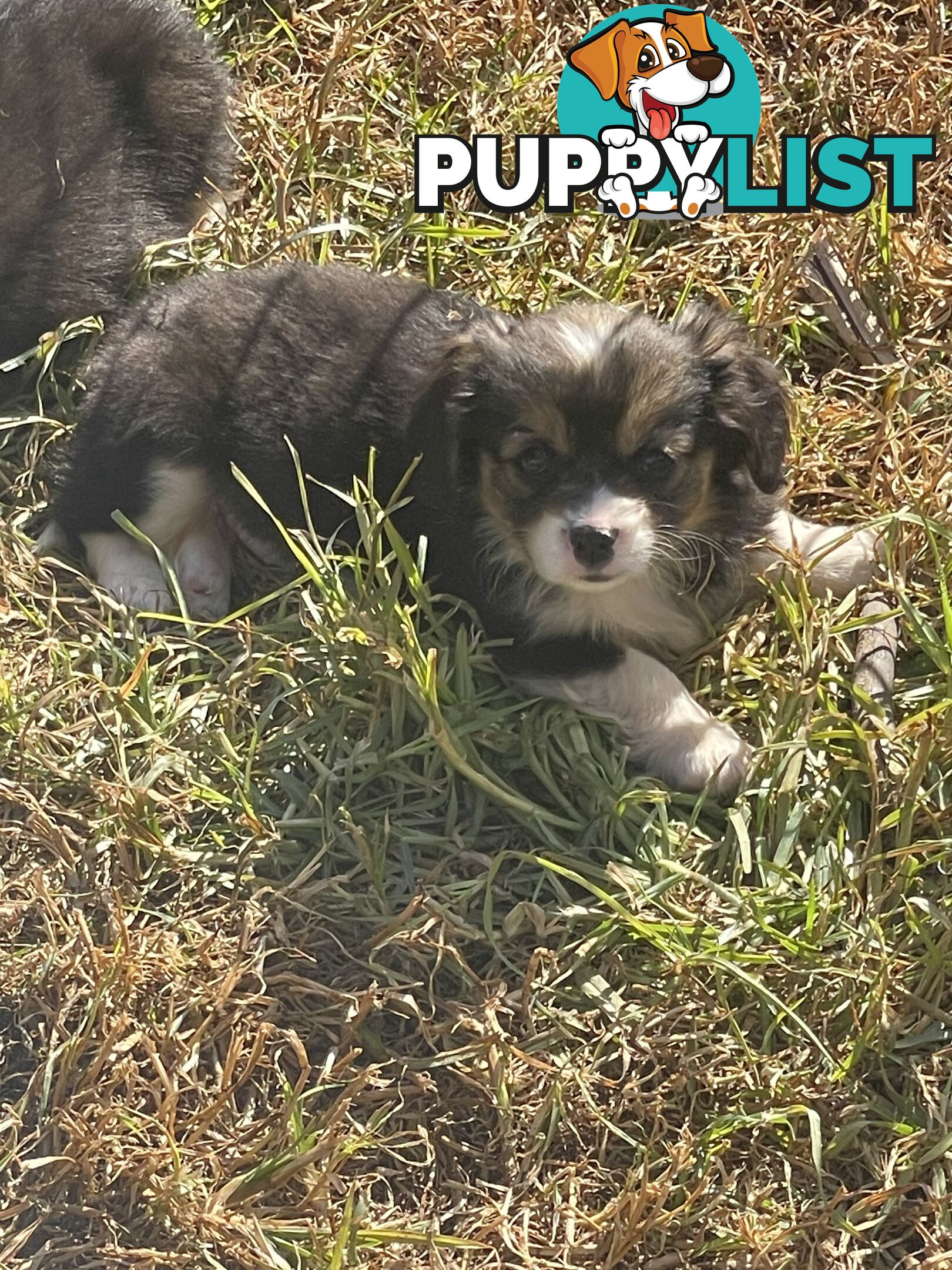 Beautiful Corgi x Cavalier puppies