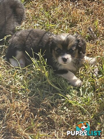 Beautiful Corgi x Cavalier puppies