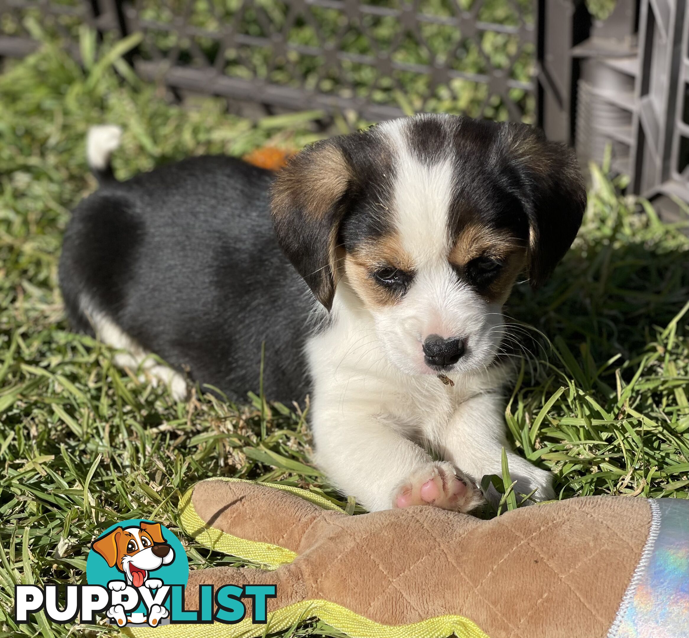 Beautiful Corgi x Cavalier puppies