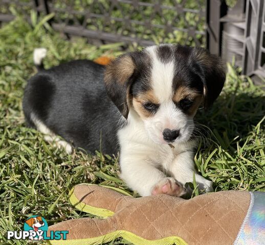 Beautiful Corgi x Cavalier puppies