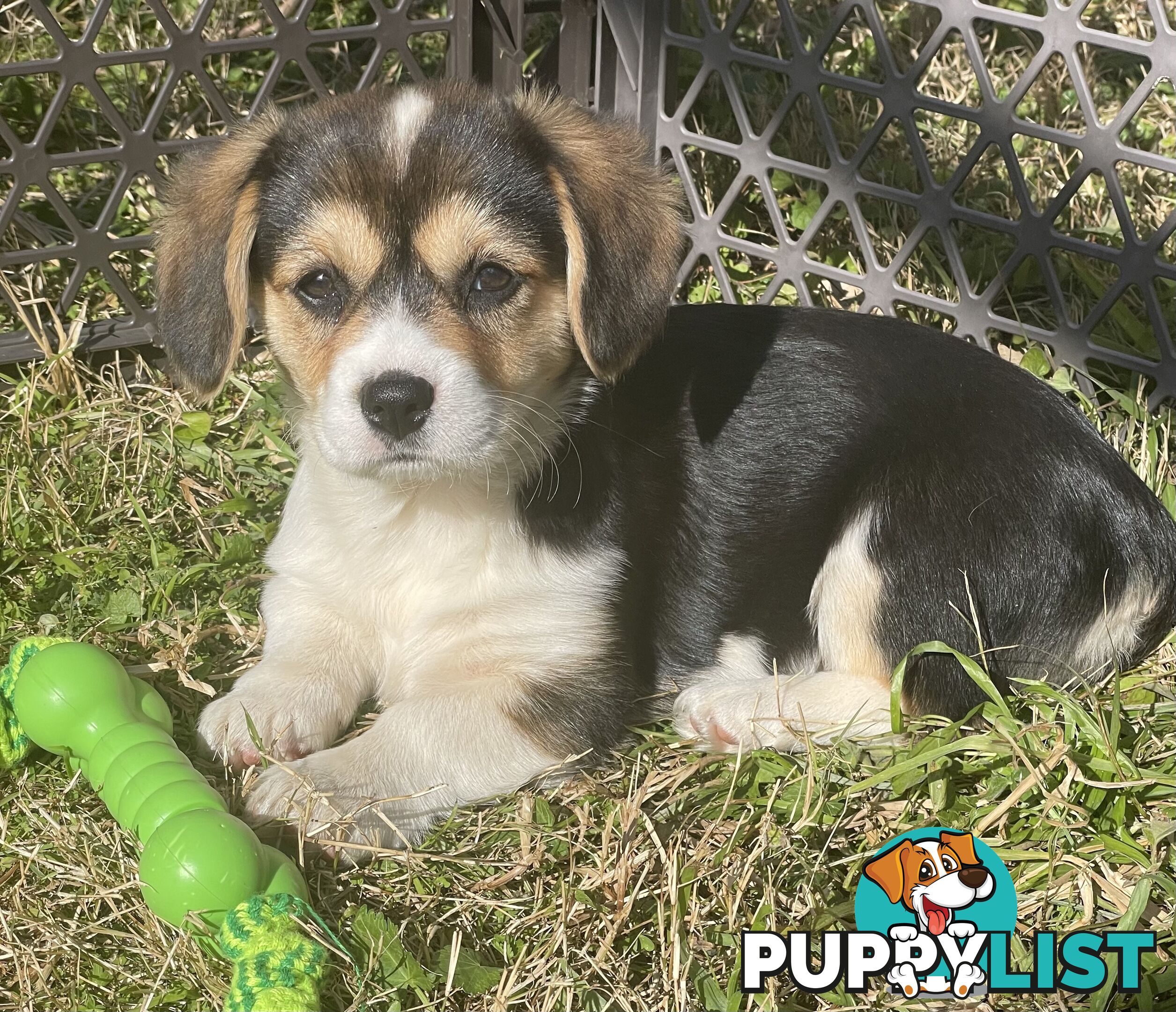 Beautiful Corgi x Cavalier puppies