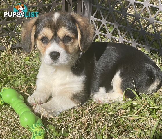 Beautiful Corgi x Cavalier puppies