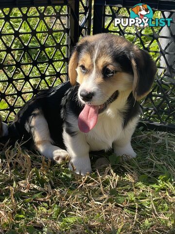Beautiful Corgi x Cavalier puppies