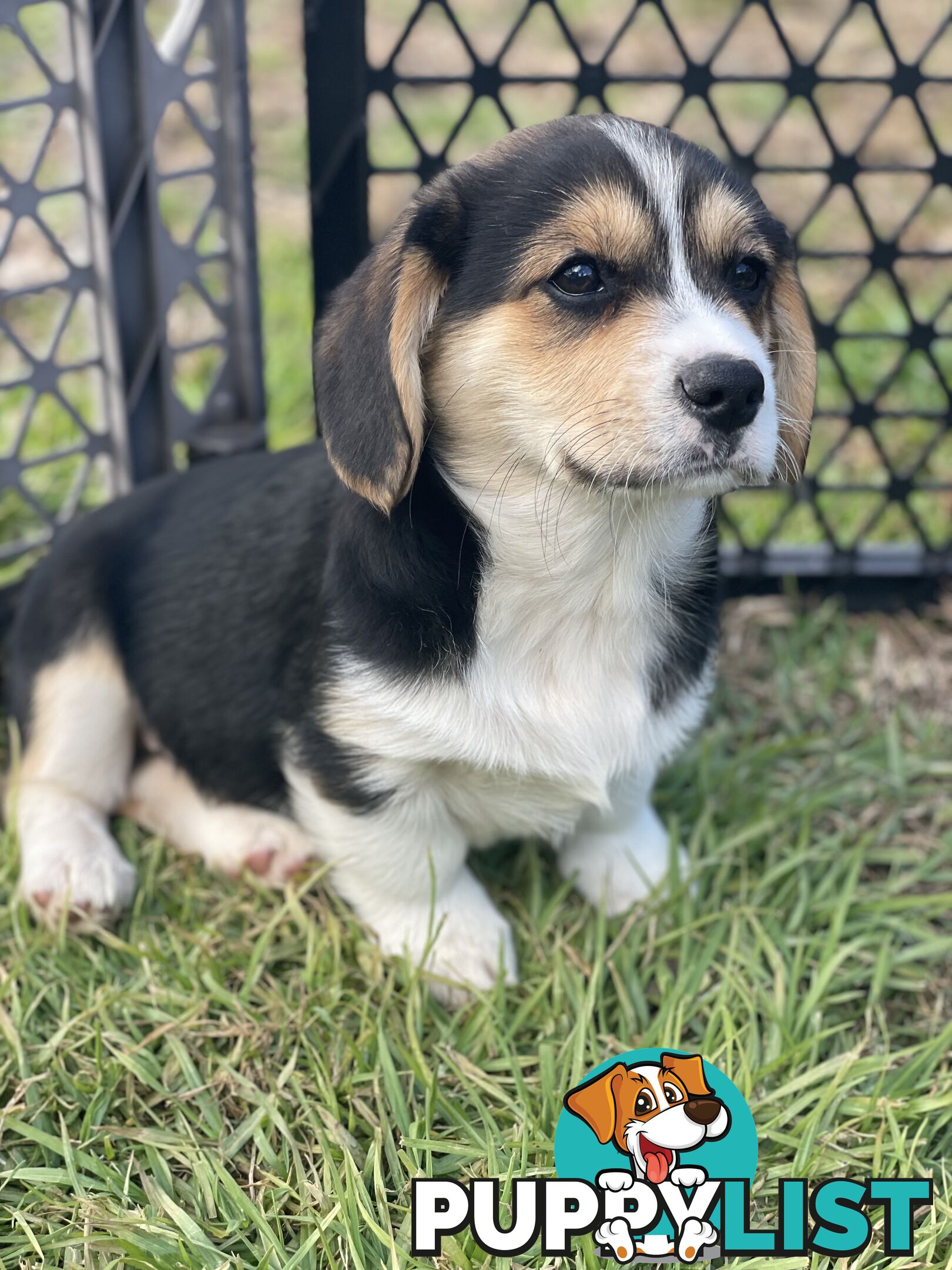 Beautiful Corgi x Cavalier puppies