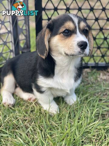 Beautiful Corgi x Cavalier puppies