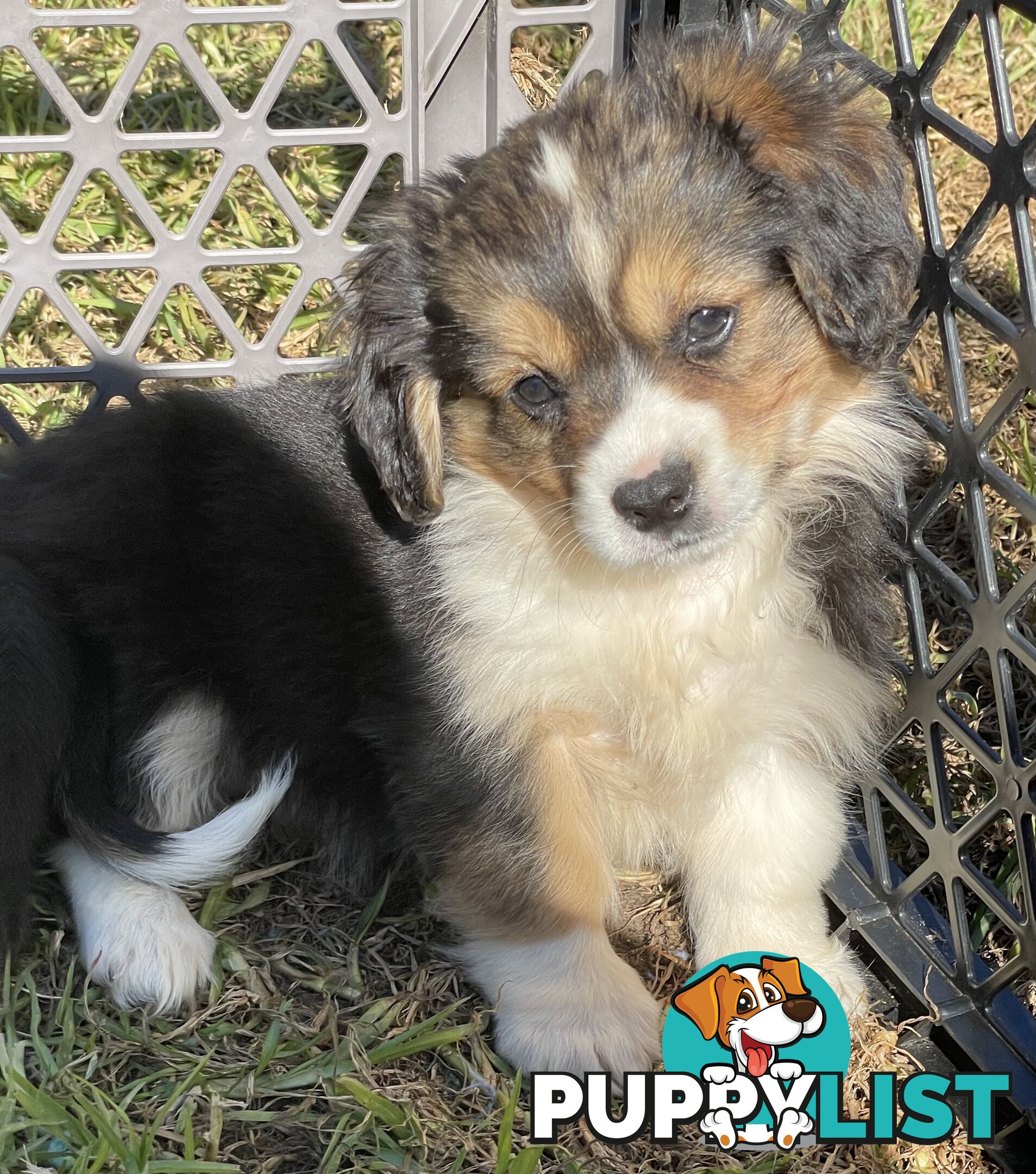 Beautiful Corgi x Cavalier puppies