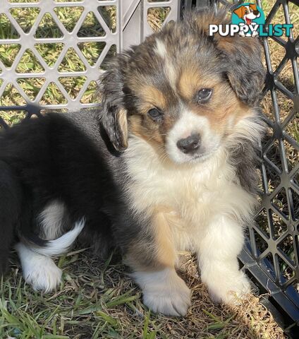 Beautiful Corgi x Cavalier puppies