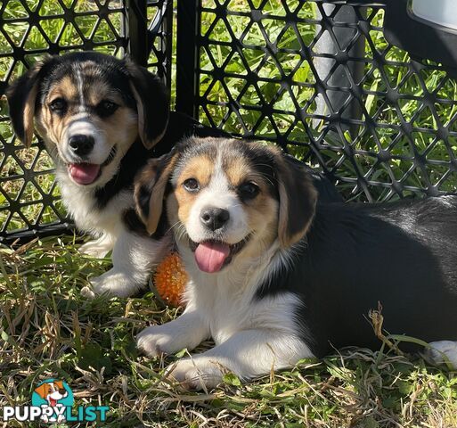 Beautiful Corgi x Cavalier puppies