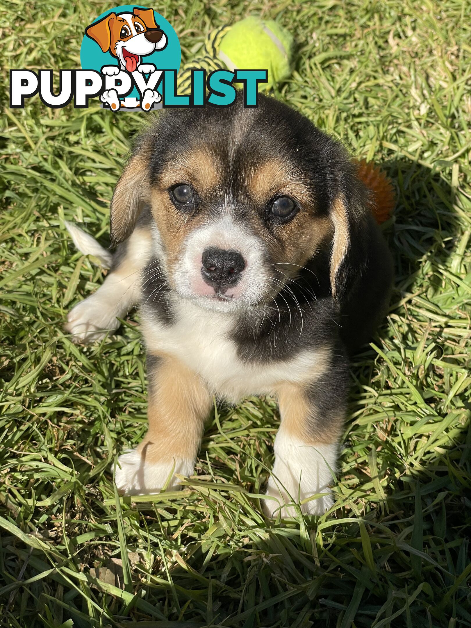 Beautiful Corgi x Cavalier puppies
