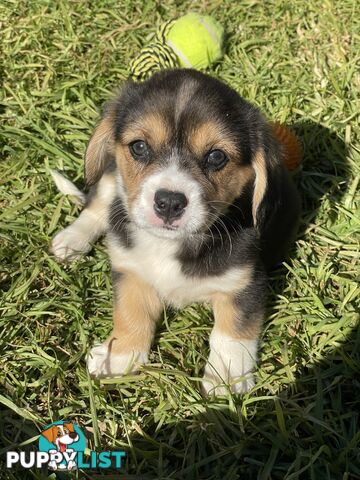 Beautiful Corgi x Cavalier puppies