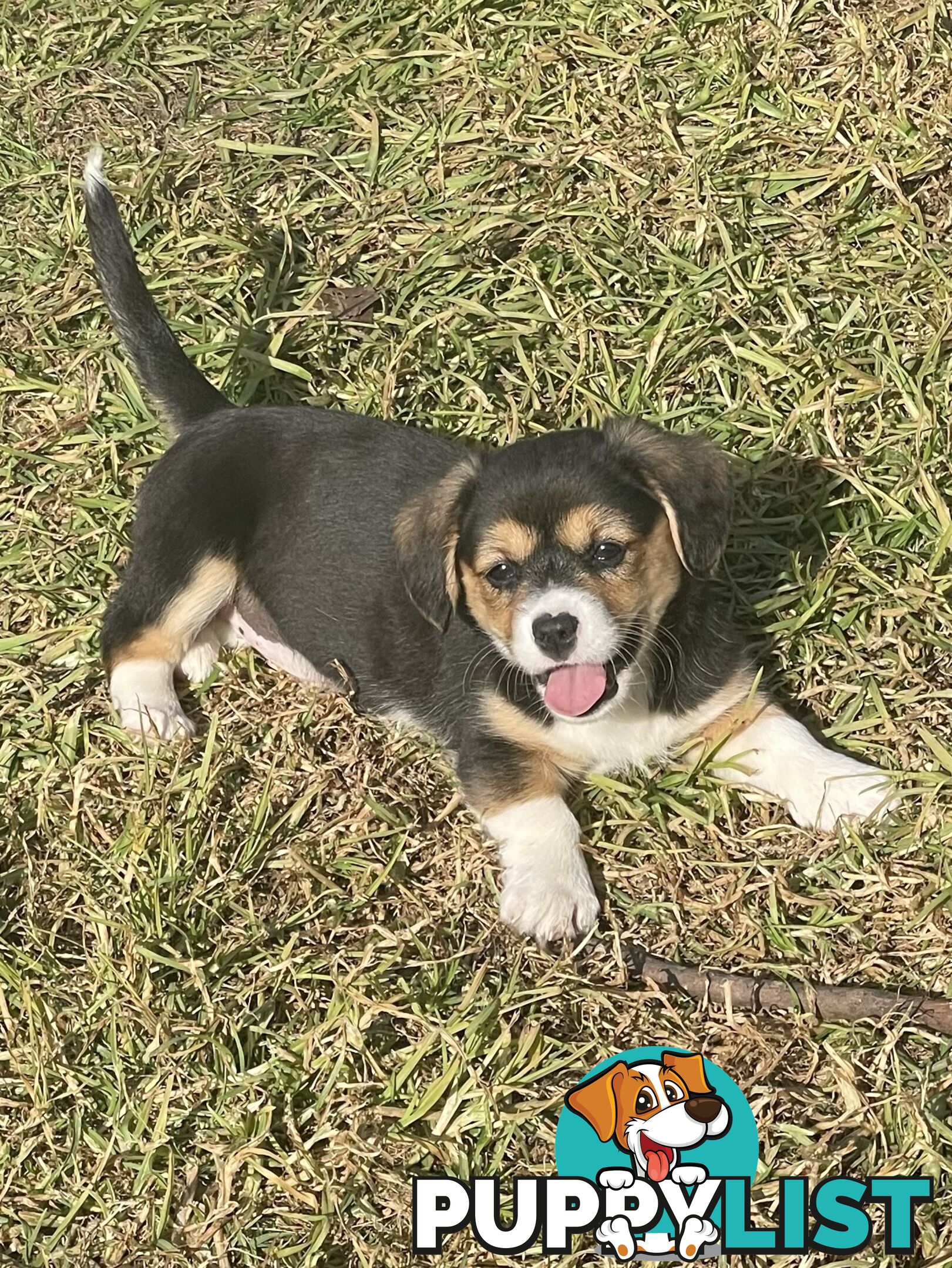 Beautiful Corgi x Cavalier puppies