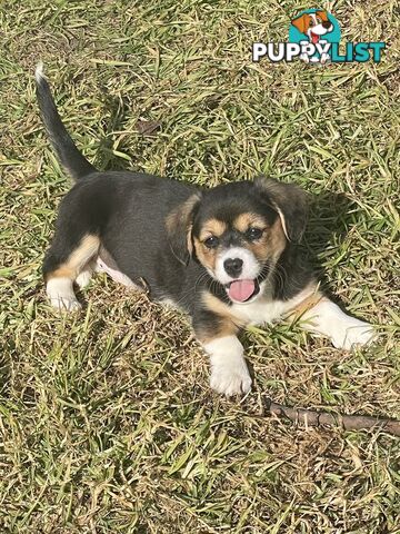 Beautiful Corgi x Cavalier puppies