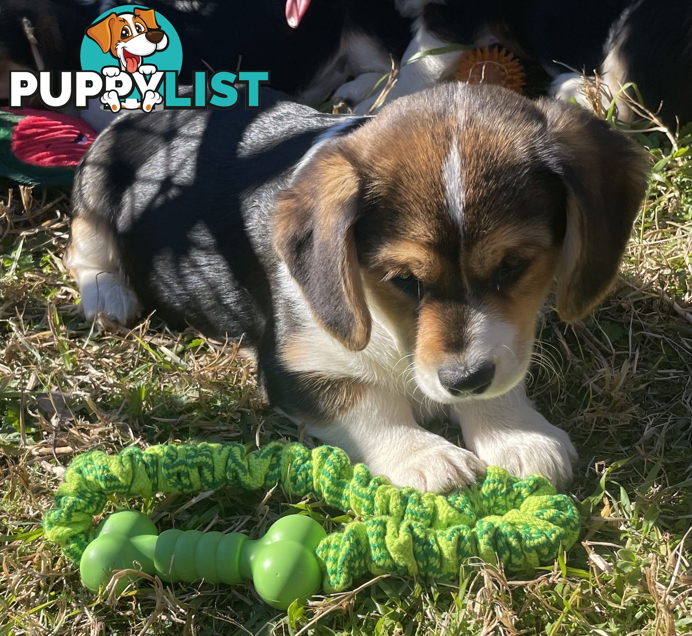 Beautiful Corgi x Cavalier puppies