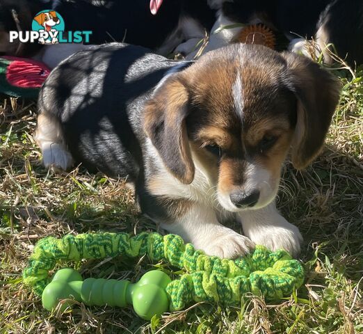 Beautiful Corgi x Cavalier puppies