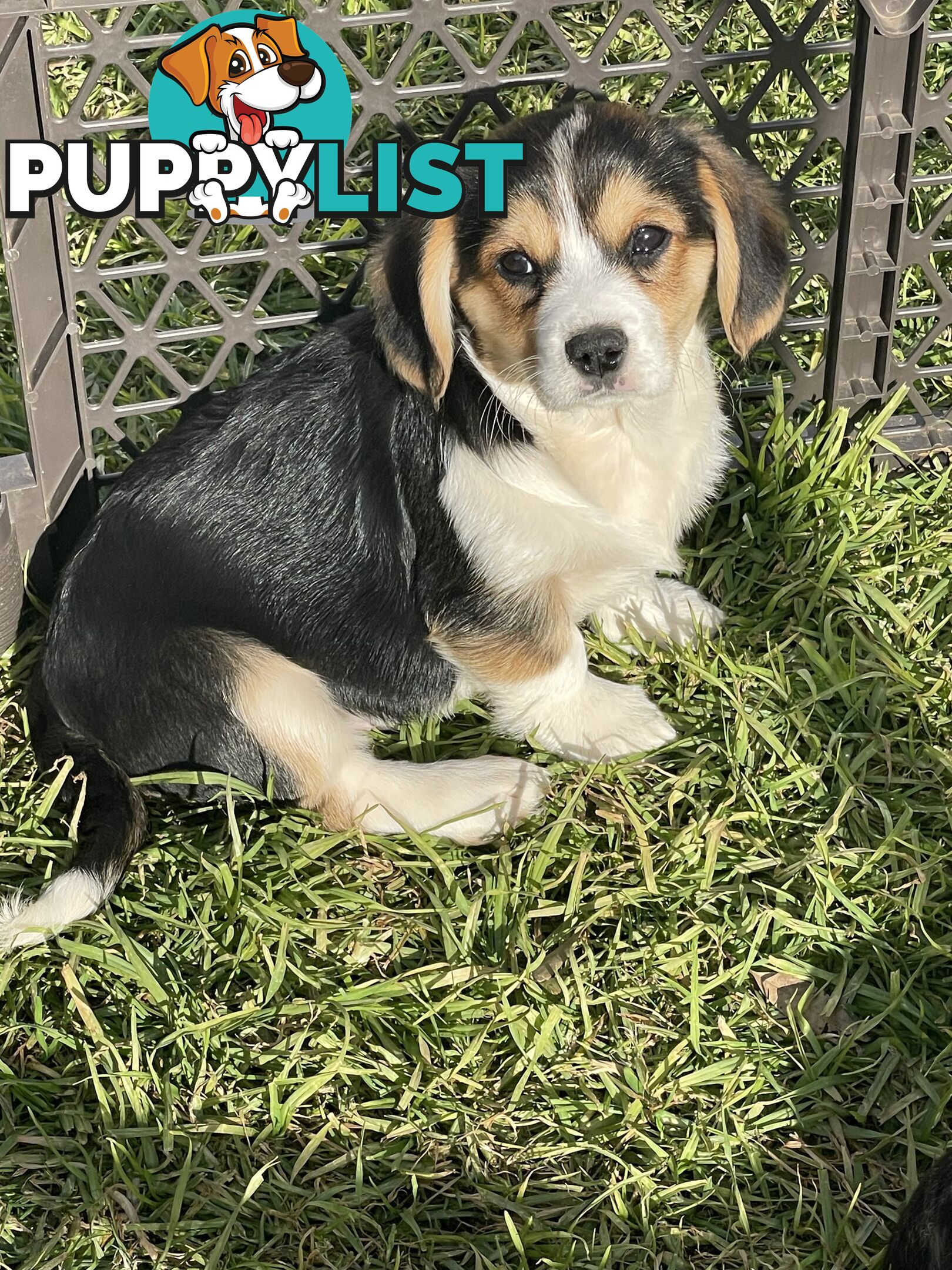 Beautiful Corgi x Cavalier puppies