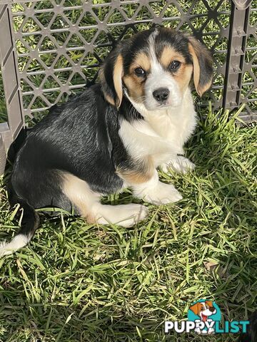 Beautiful Corgi x Cavalier puppies