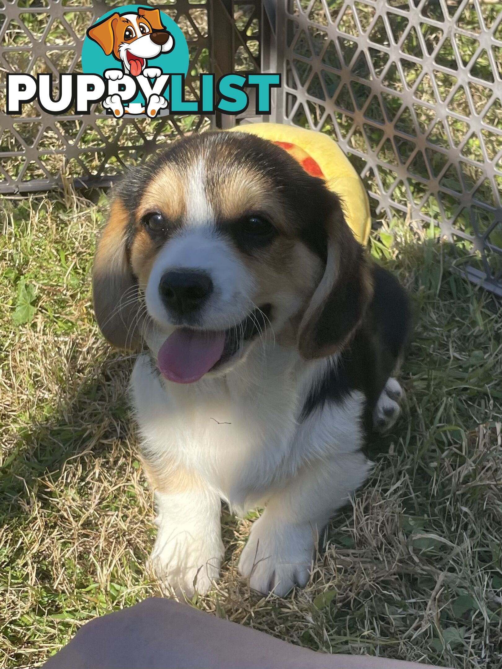 Beautiful Corgi x Cavalier puppies