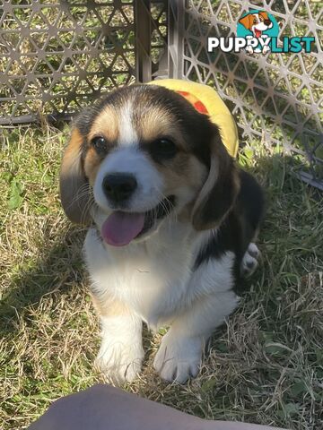 Beautiful Corgi x Cavalier puppies