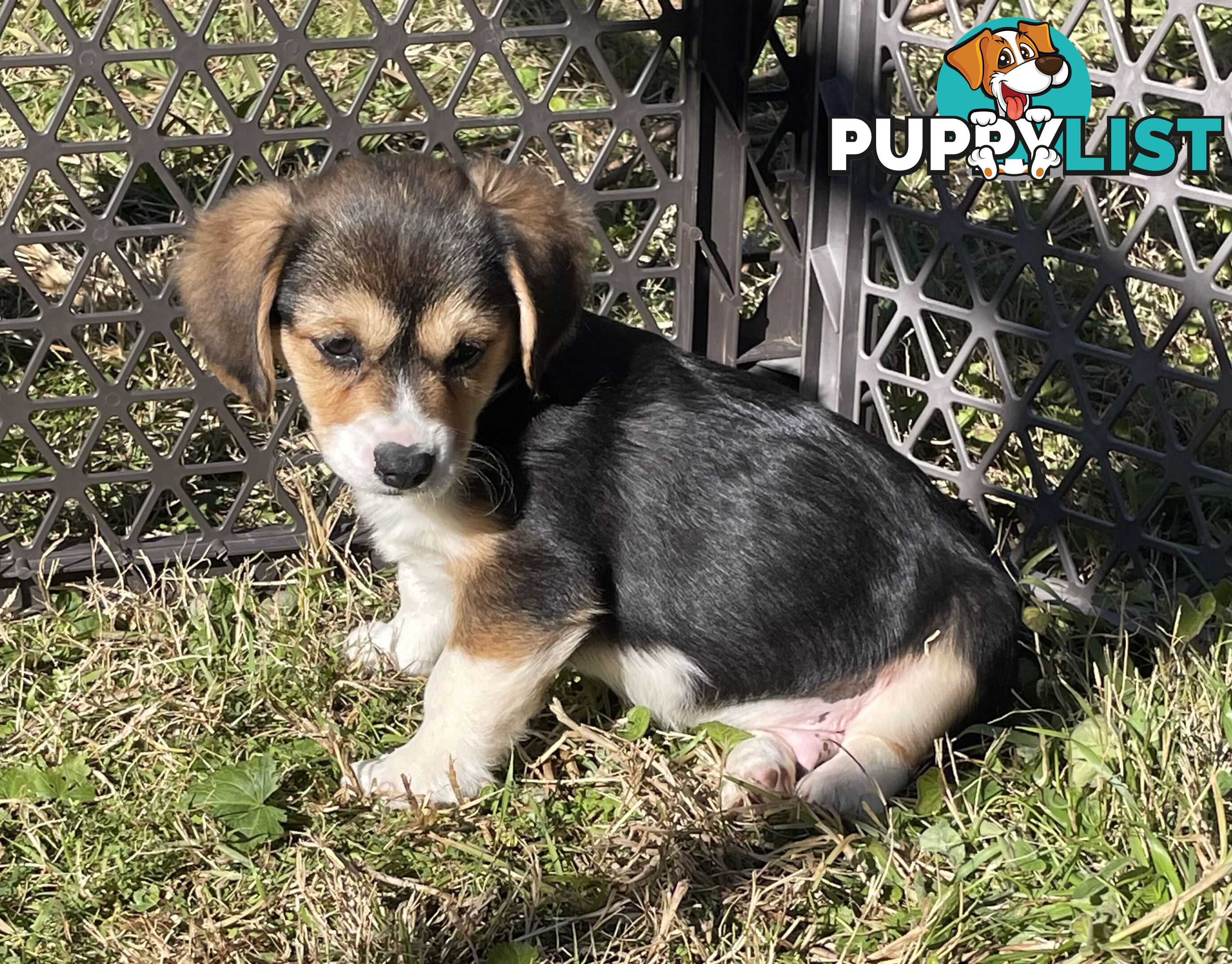 Beautiful Corgi x Cavalier puppies