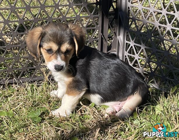Beautiful Corgi x Cavalier puppies