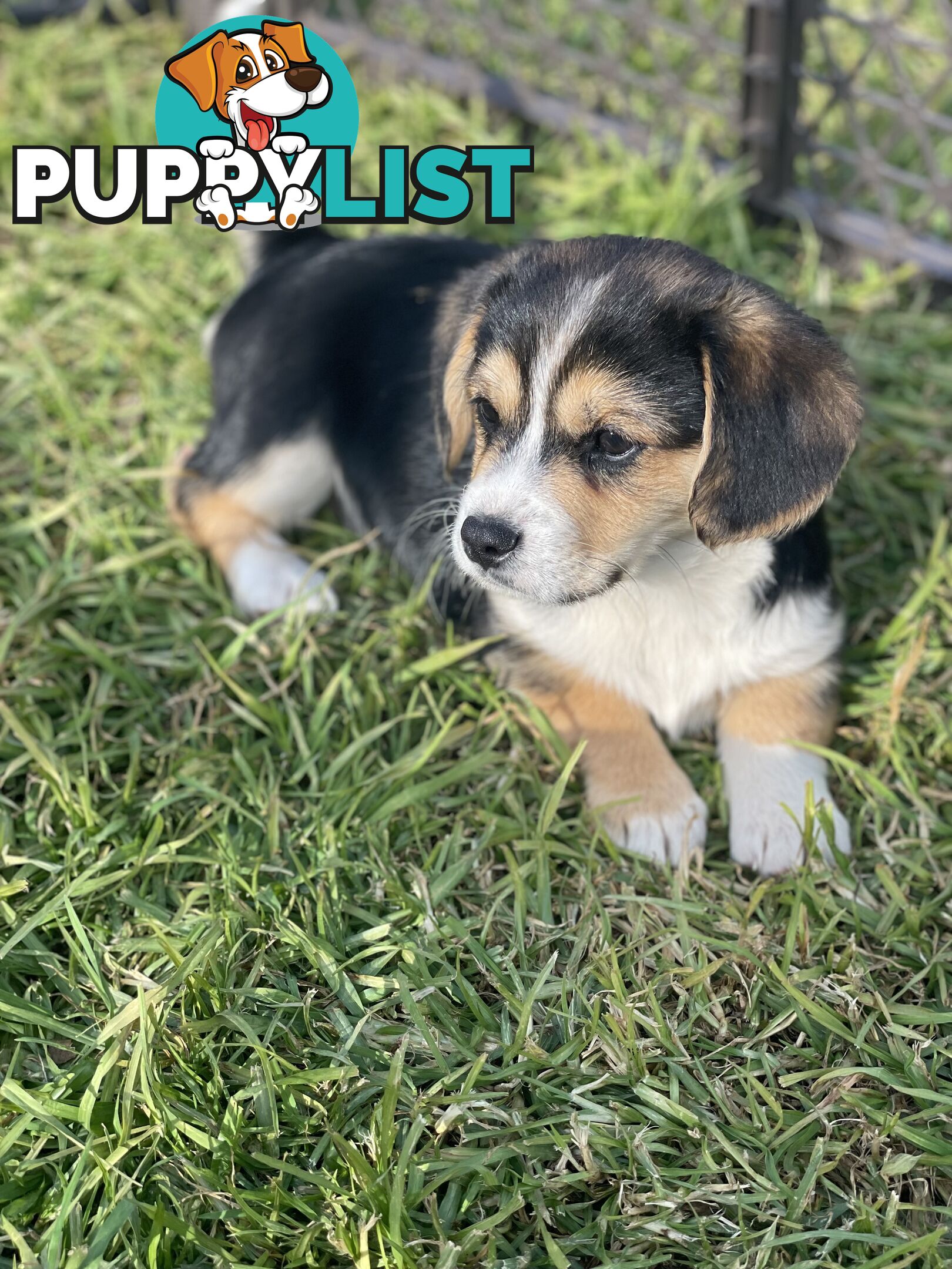 Beautiful Corgi x Cavalier puppies