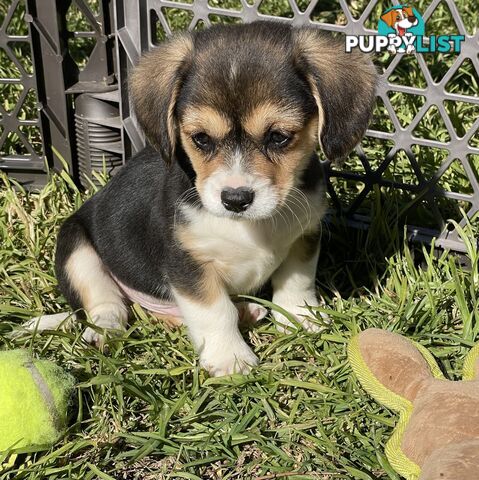 Beautiful Corgi x Cavalier puppies