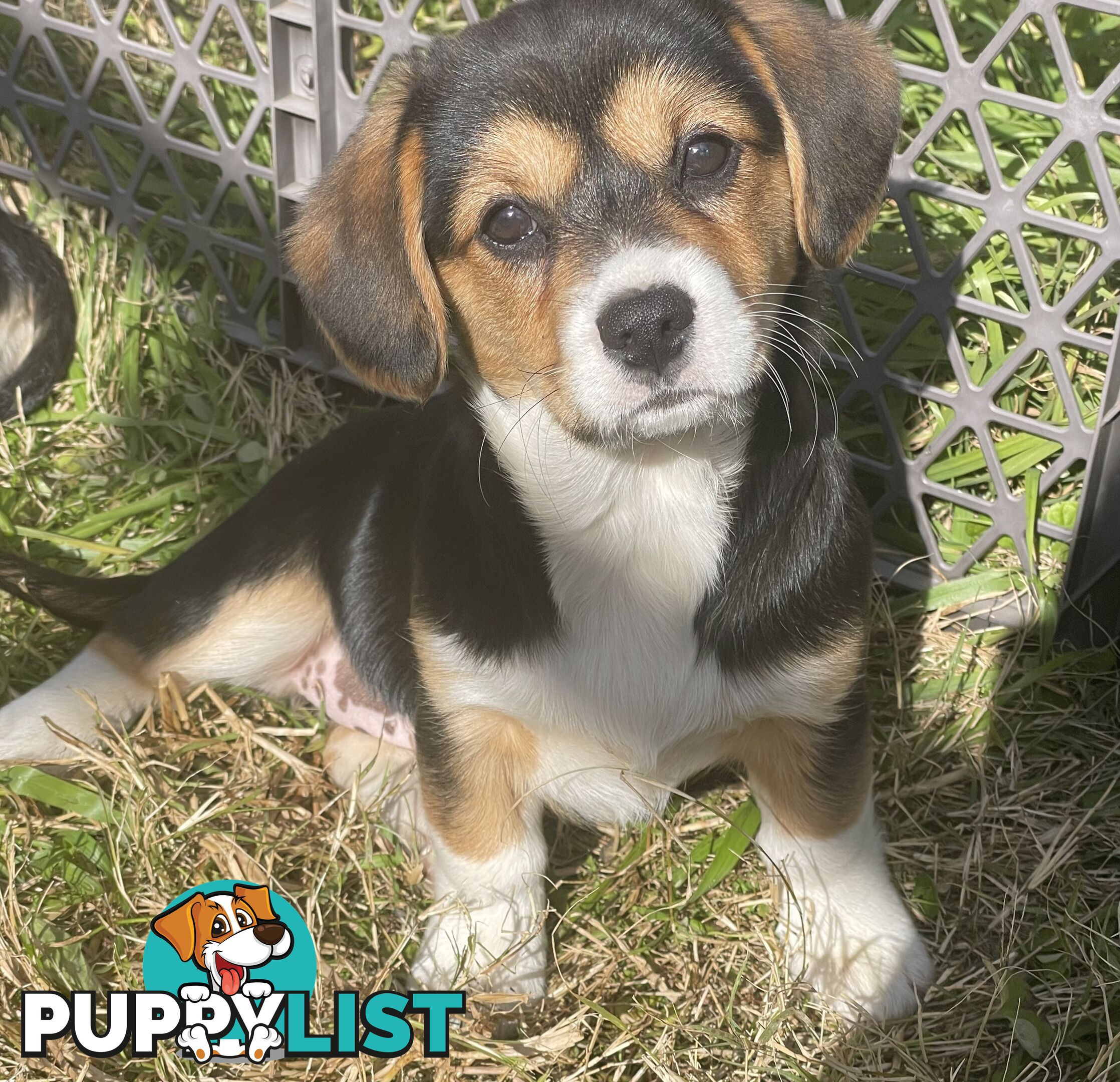 Beautiful Corgi x Cavalier puppies