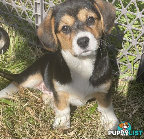 Beautiful Corgi x Cavalier puppies