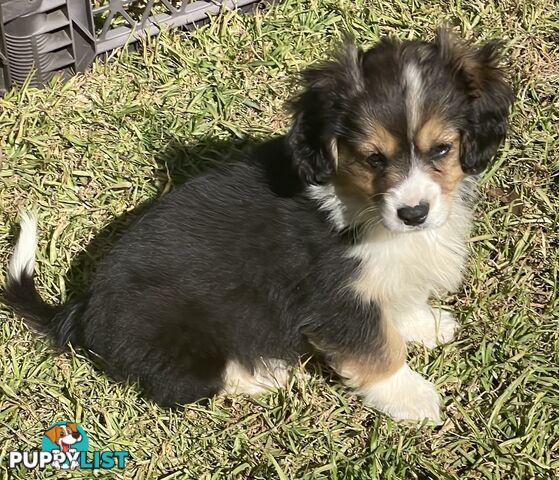 Beautiful Corgi x Cavalier puppies