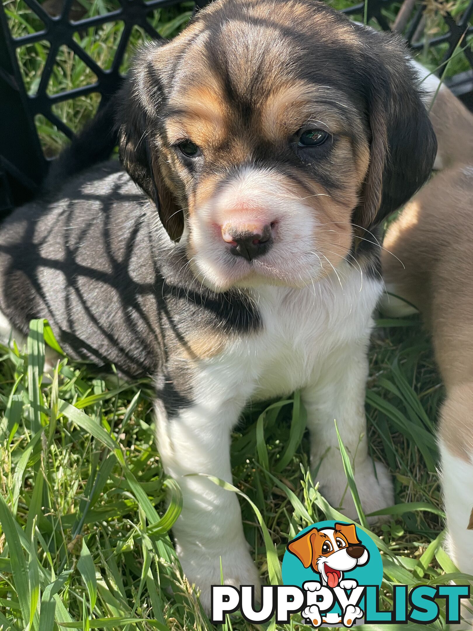 Beautiful Beaglier puppies