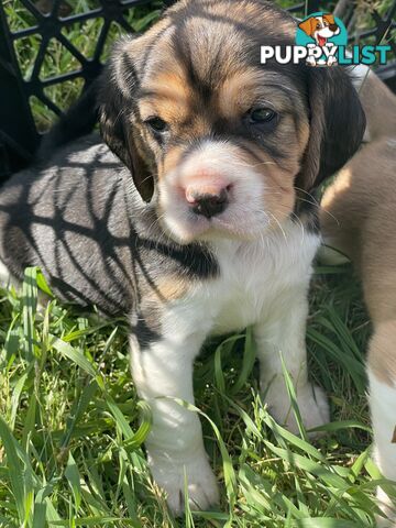 Beautiful Beaglier puppies