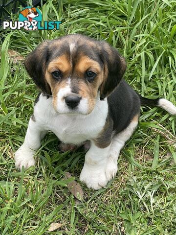 Beautiful Beaglier puppies