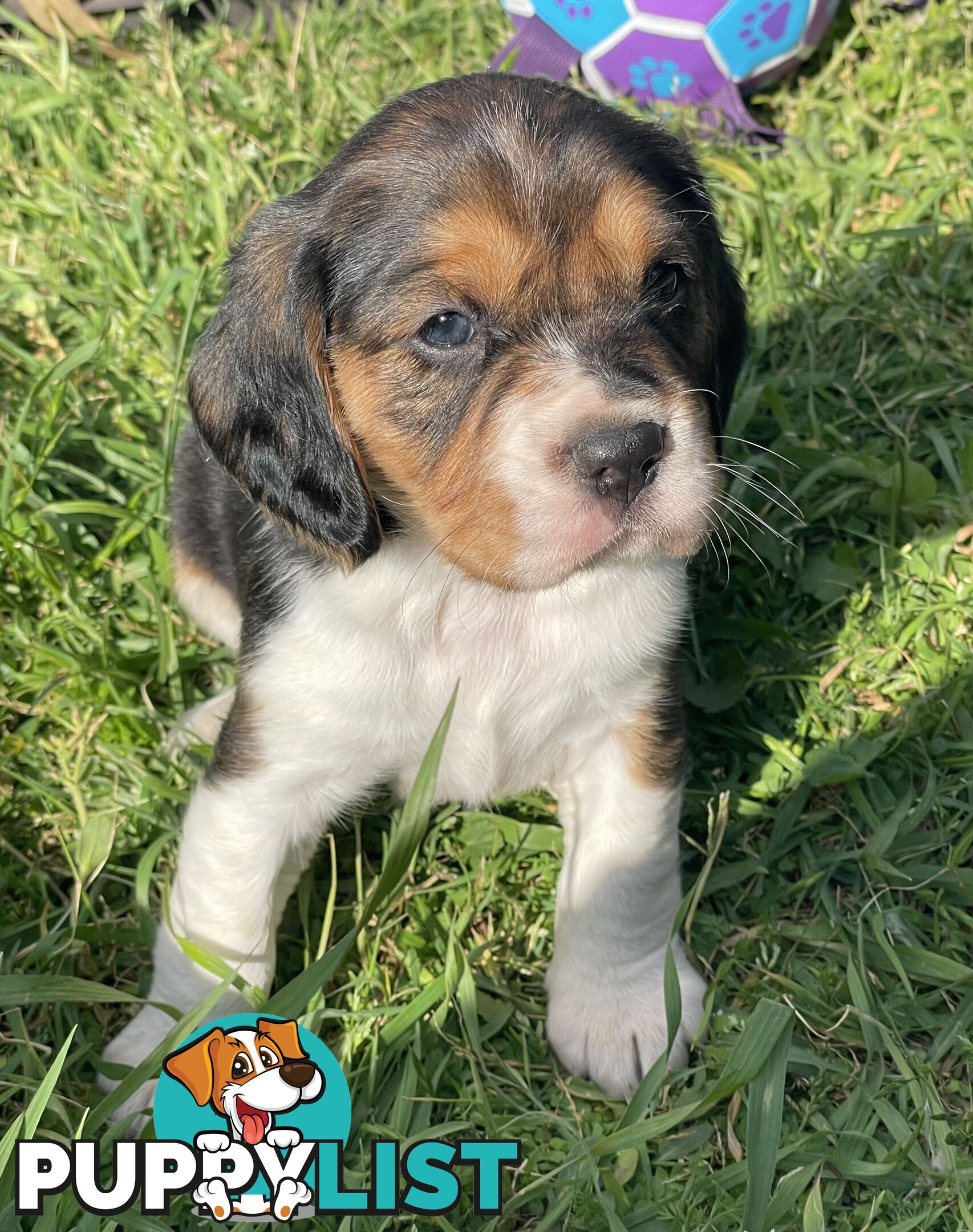 Beautiful Beaglier puppies