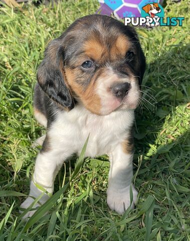 Beautiful Beaglier puppies