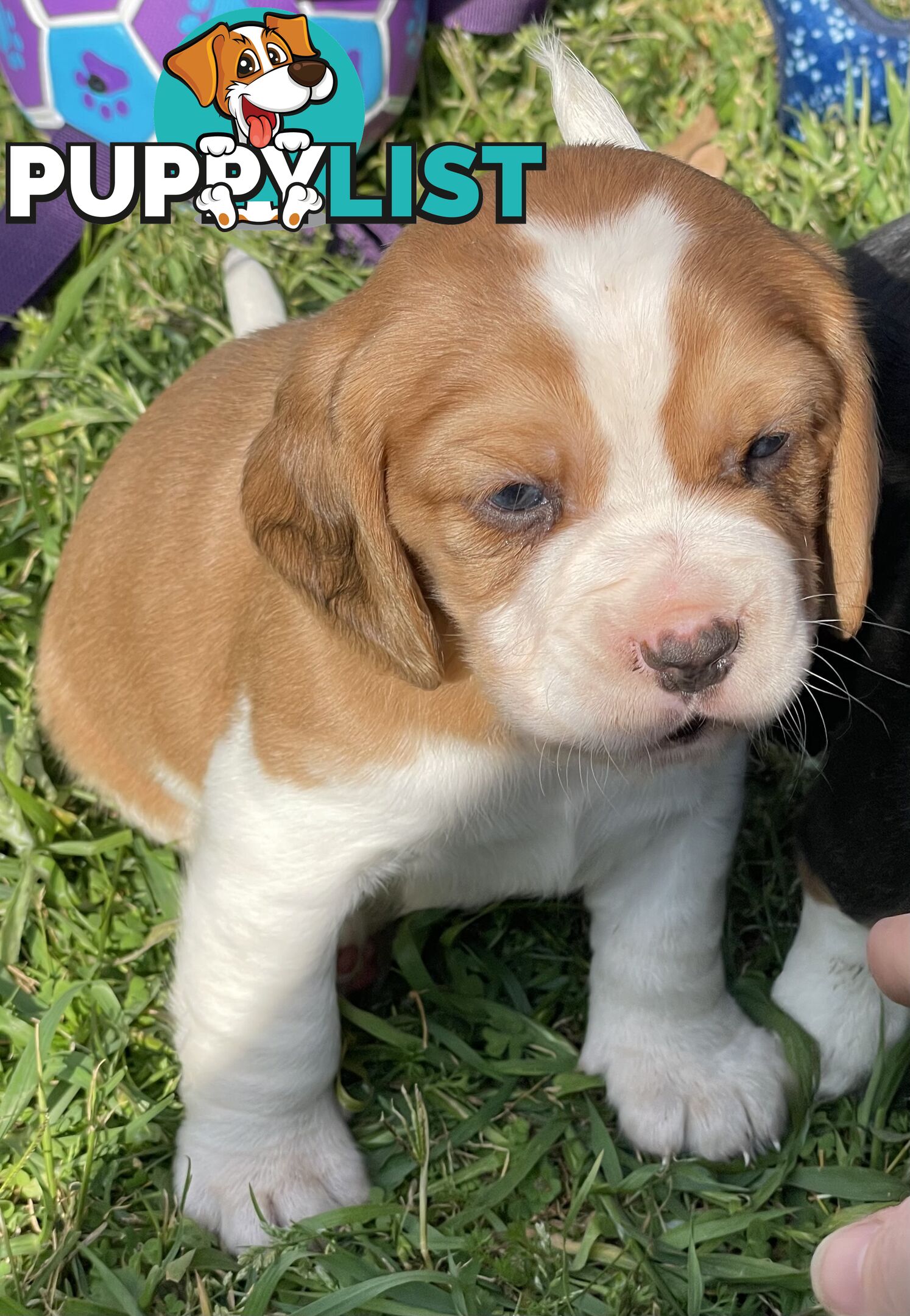 Beautiful Beaglier puppies