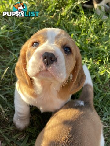 Beautiful Beaglier puppies