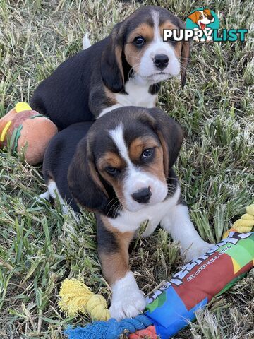 Beautiful Beaglier puppies