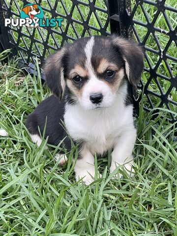 Corgi x Cavalier puppies