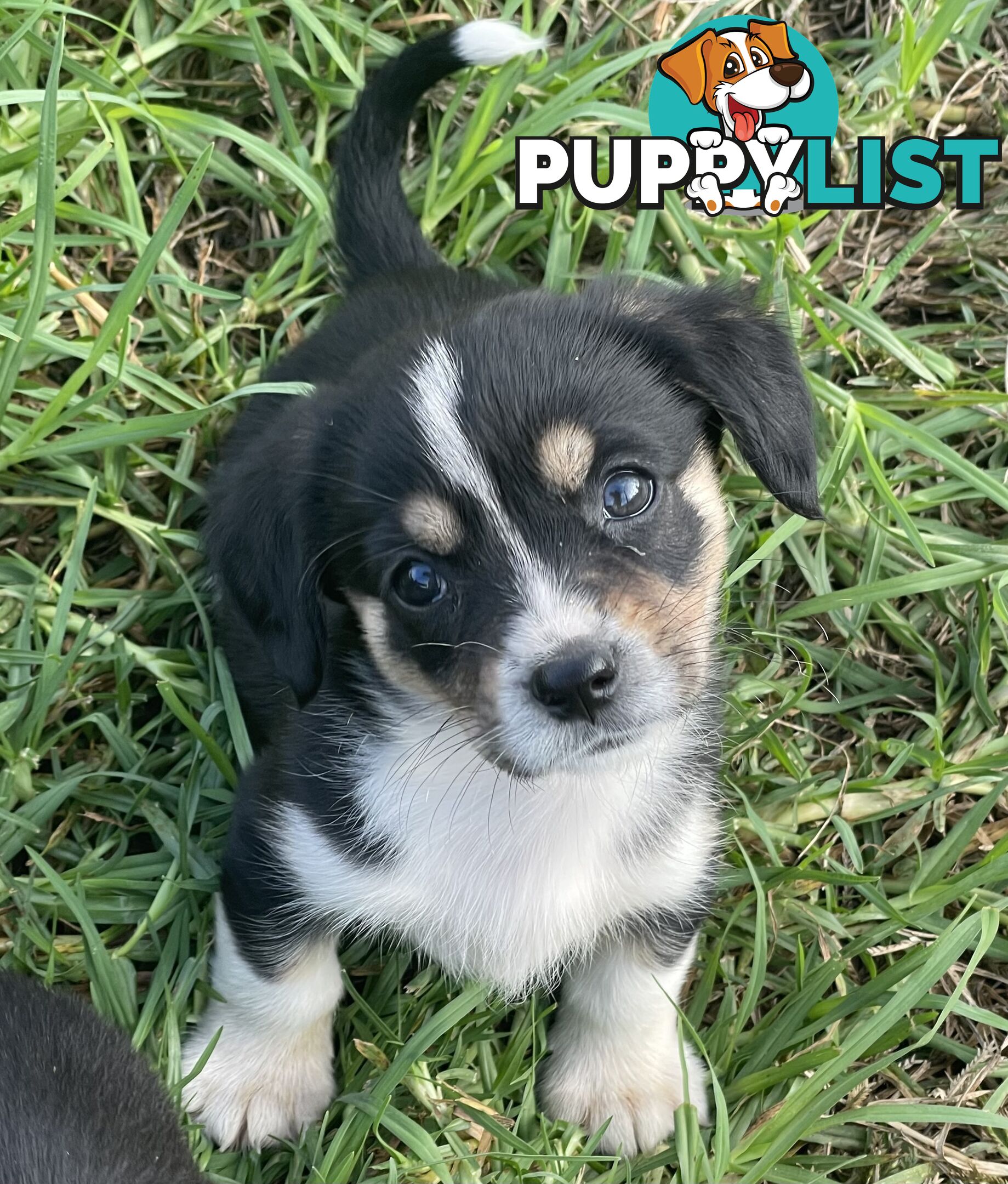 Corgi x Cavalier puppies