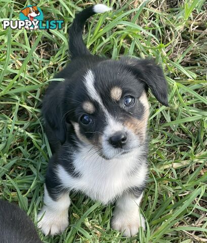Corgi x Cavalier puppies