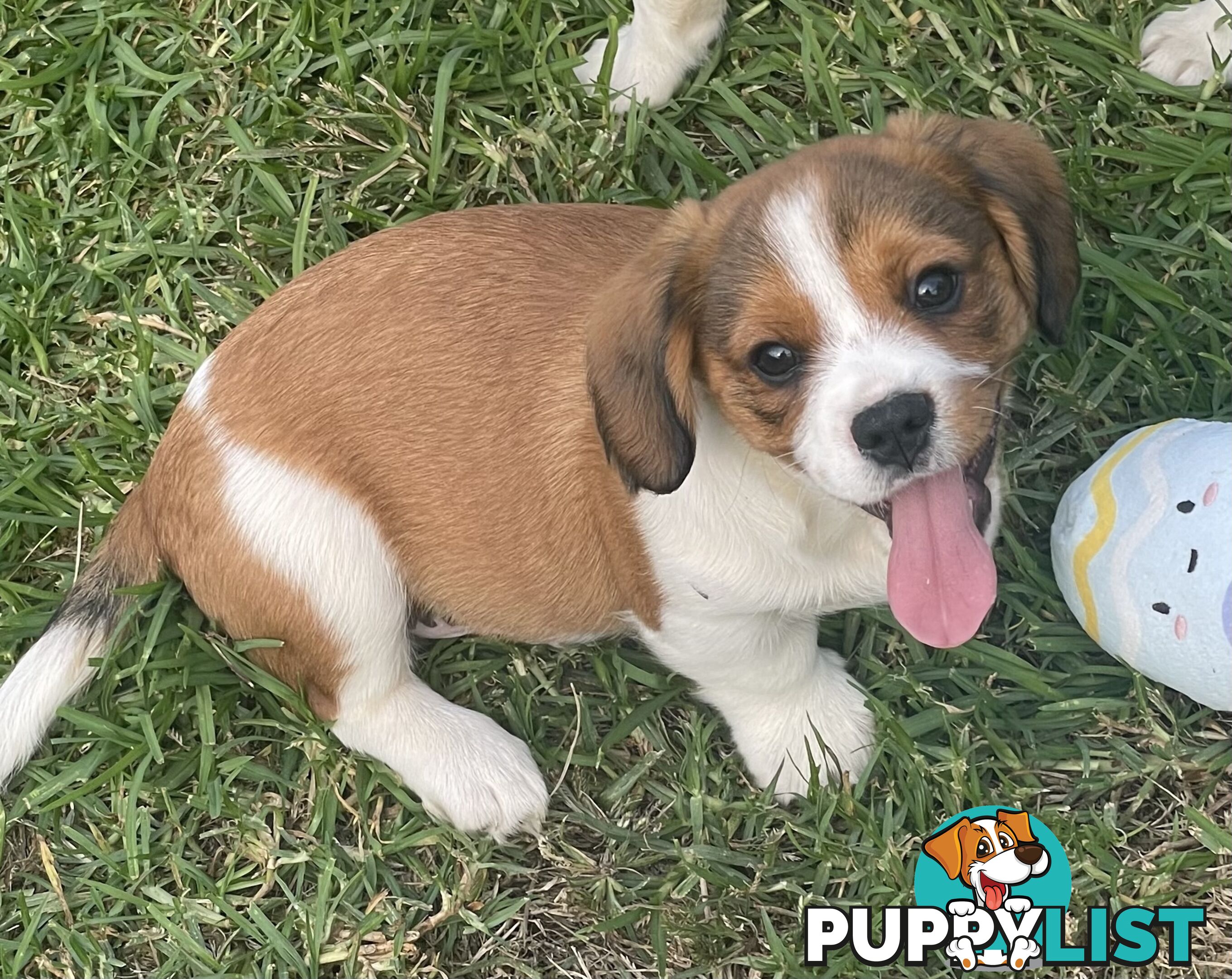 Corgi x Cavalier puppies