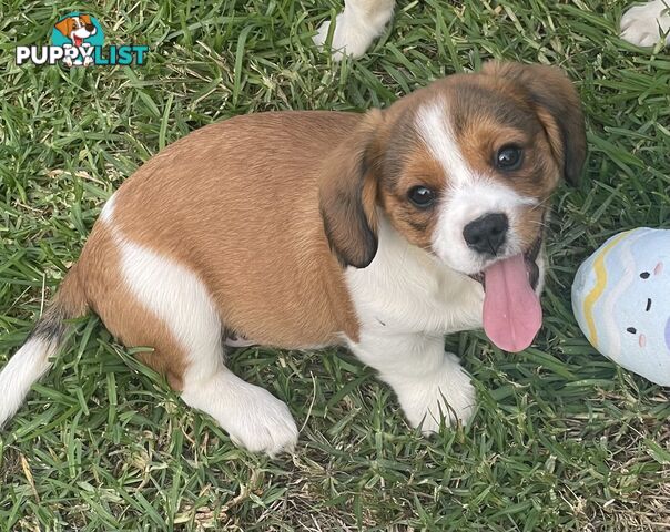Corgi x Cavalier puppies