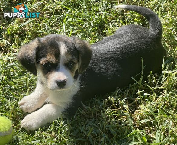 Corgi x Cavalier puppies