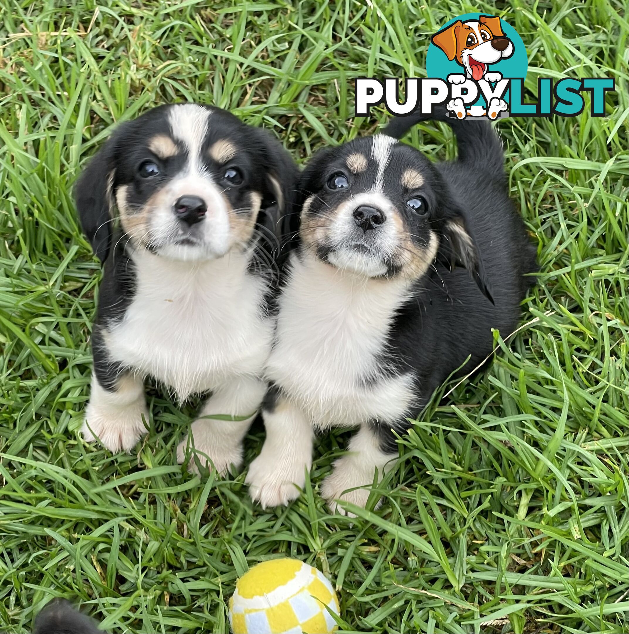 Corgi x Cavalier puppies