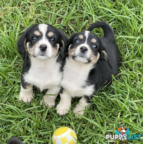 Corgi x Cavalier puppies