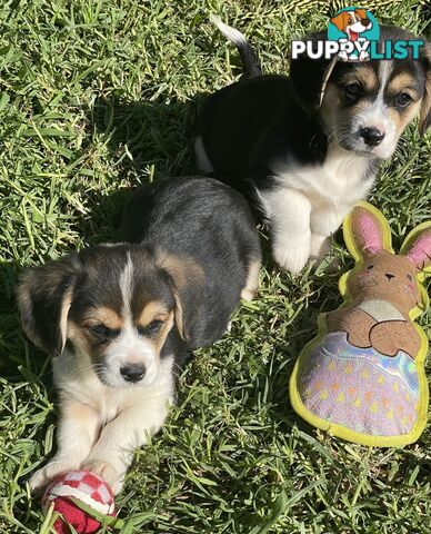 Corgi x Cavalier puppies