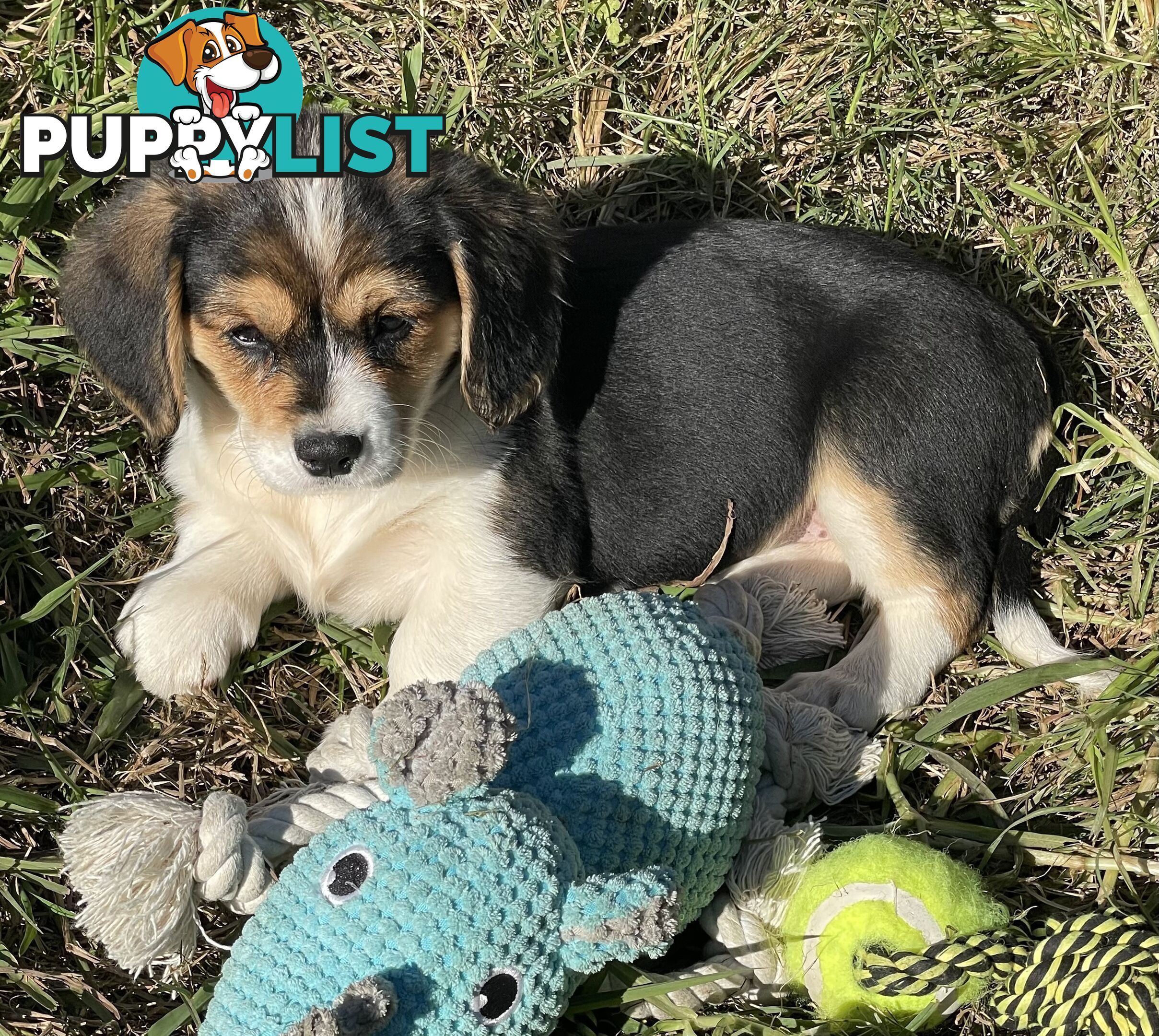 Corgi x Cavalier puppies