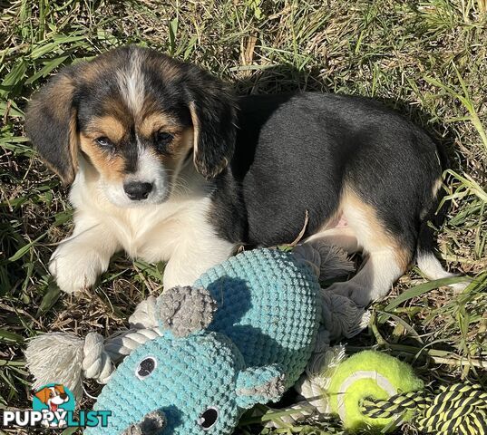 Corgi x Cavalier puppies