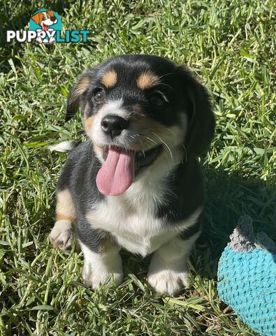 Corgi x Cavalier puppies